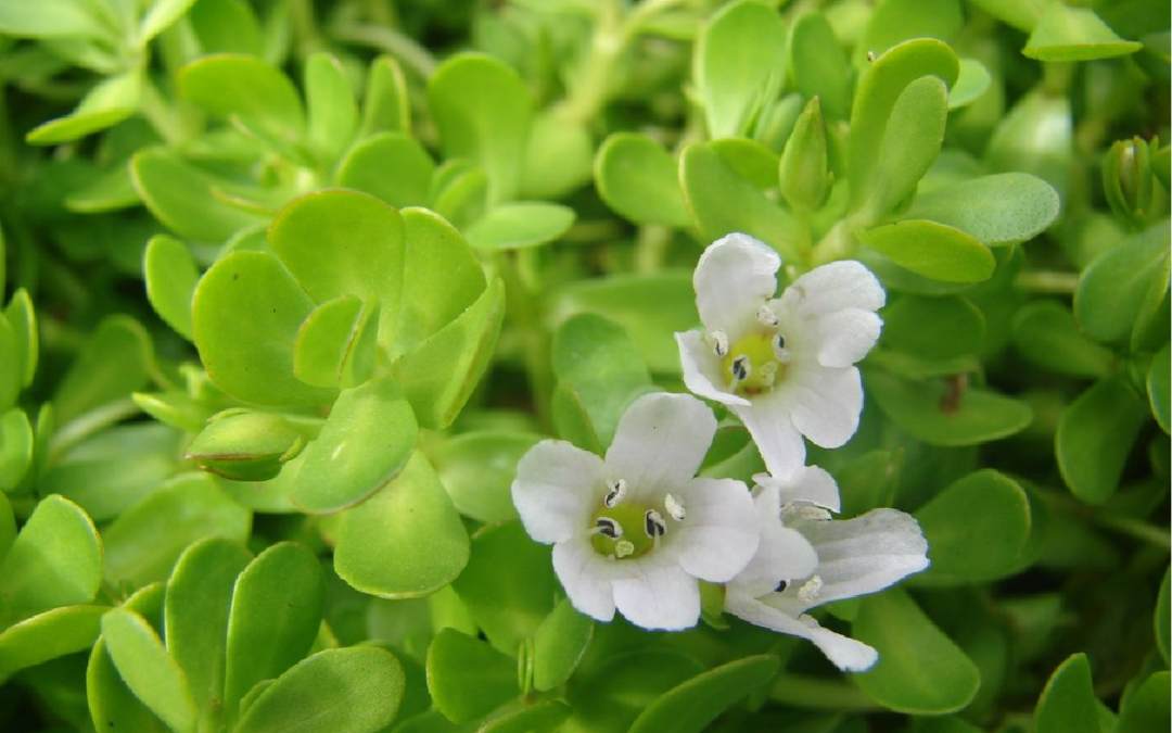 Brahmi Benefits